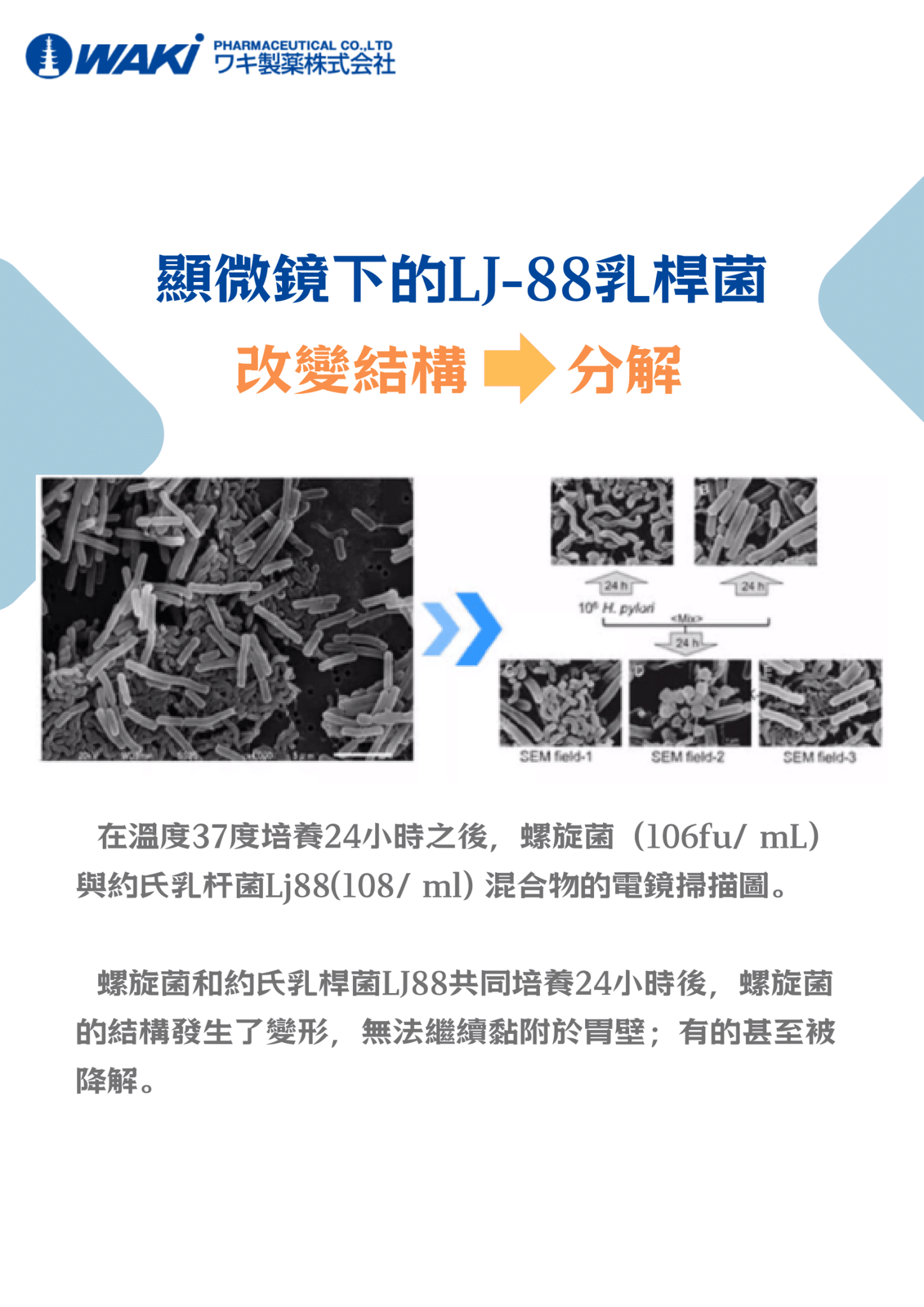 VATY LJ88抗幽益生菌｜助排幽門螺桿菌 × 養護腸胃 × 調節免疫 × 改善便秘 × 全面腸道健康守護